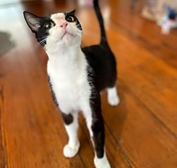 Photo of Cilantro