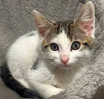 Photo of Twix