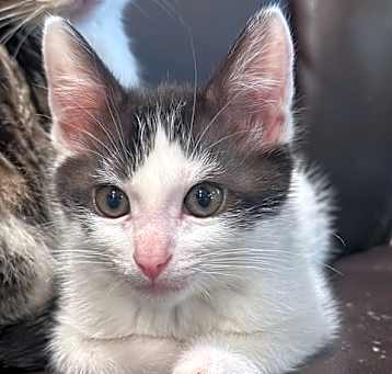Photo of Oreo