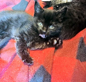 Photo of 1 of  3  Male /2 female