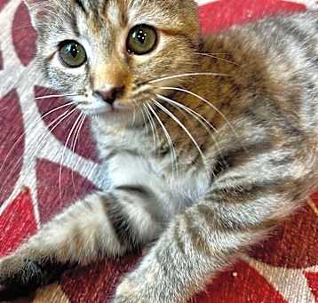 Photo of Amelia