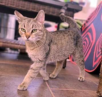 Photo of Superior (The Great Lakes Kittens Mom)