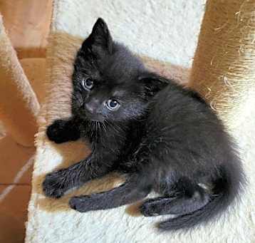 Photo of Mungo (Cadillac Cats)