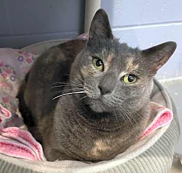 Photo of Sprinkle