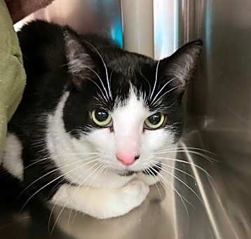 Photo of Clarabelle