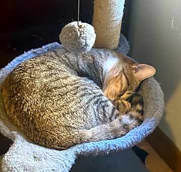 Photo of Garfield