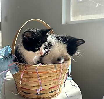 Photo of LEIA & REYA The Tuxedo Twins