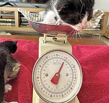 Photo of STAR Wars Kittens Reya & Leia