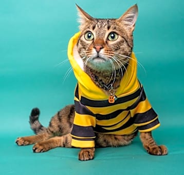 Photo of Nomad