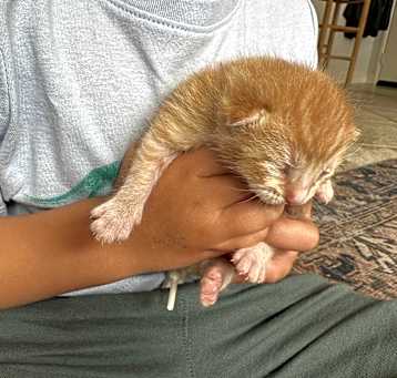Photo of Star Wars Kitten Chewy Kenobi