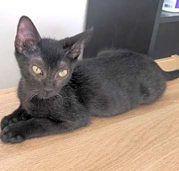 Photo of Percy - Mars Rover Litter HH