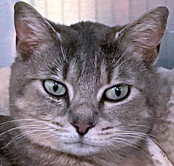 Photo of IRIS