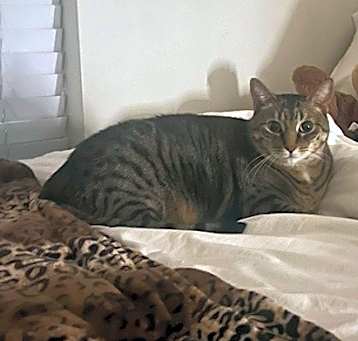 Photo of Nala (25-034 C)