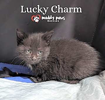 Photo of Cereal Kits: Lucky Charm