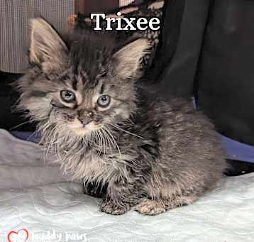 Photo of Cereal Kits: Trixee