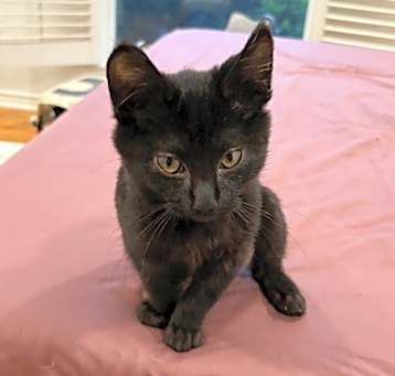 Photo of Genny Gatsby 7385