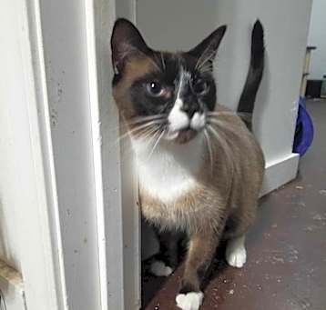 Photo of Huxley