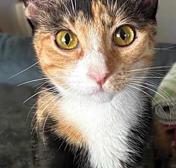 Photo of Sweet Pea