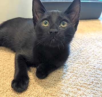 Photo of Jet