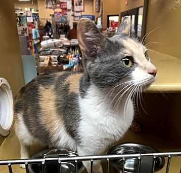 Photo of Sahara