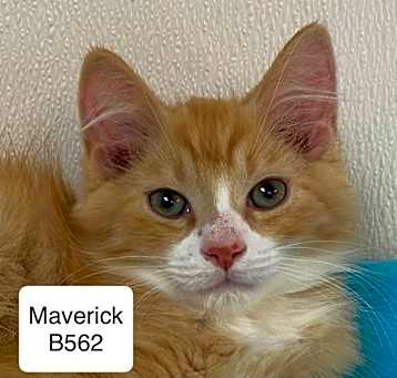 Photo of Maverick B562