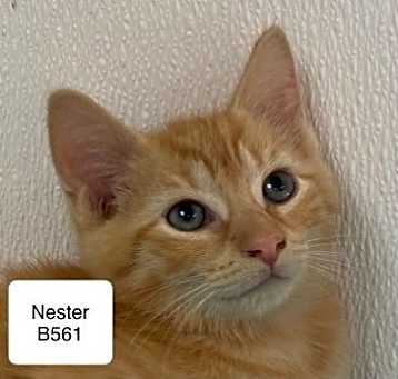 Photo of Nester B561