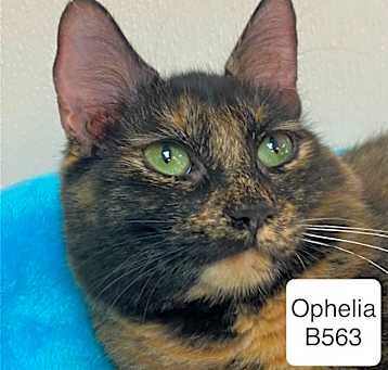 Photo of Ophelia B563