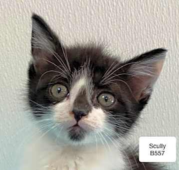 Photo of Scully B557