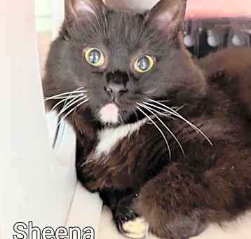 Photo of Sheena