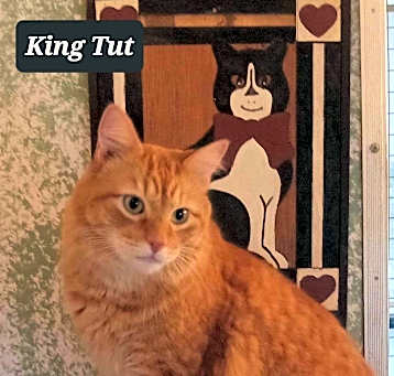 Photo of King Tut