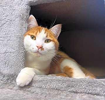 Photo of Butterscotch
