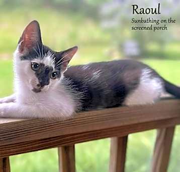 Photo of Raoul