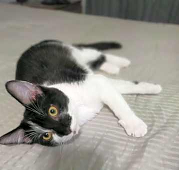 Photo of Bluey