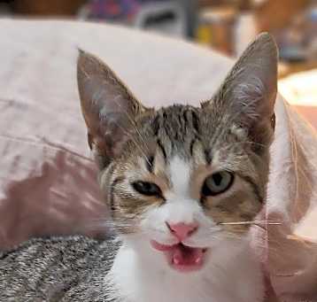 Photo of Bingo