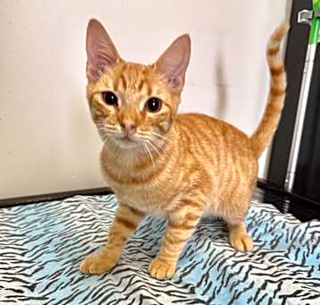 Photo of Purrsy Jackson