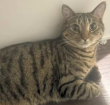 Photo of Stripe
