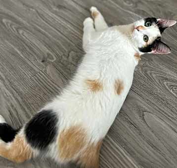 Photo of BLOSSOM