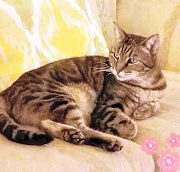 Photo of Chica