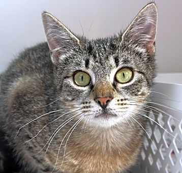 Photo of Shelby (kitten)