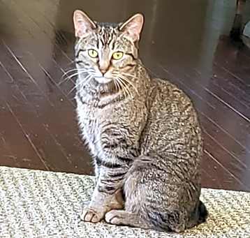 Photo of Stella