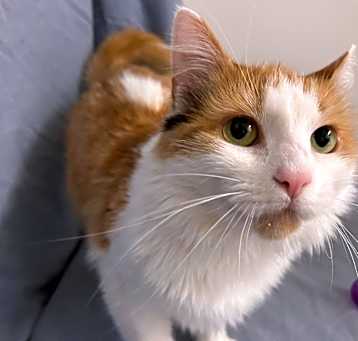 Photo of Papaya