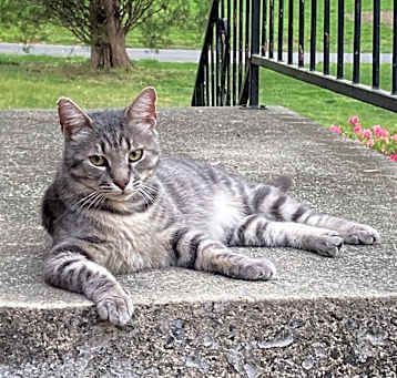 Photo of Tink