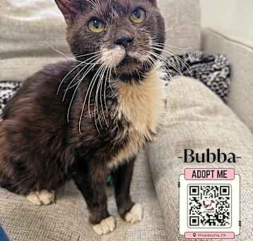 Photo of BUBBA