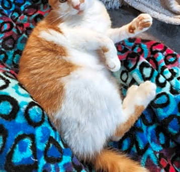 Photo of Otis [Bonded to Morris]