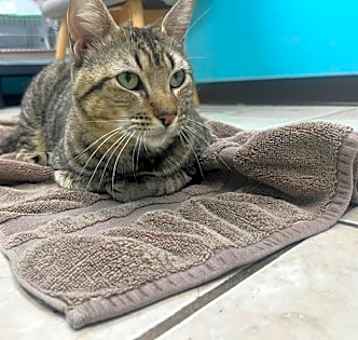 Photo of Ampert (FIV+/FeLV+)