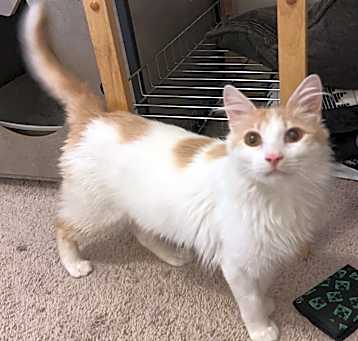 Photo of Oscar