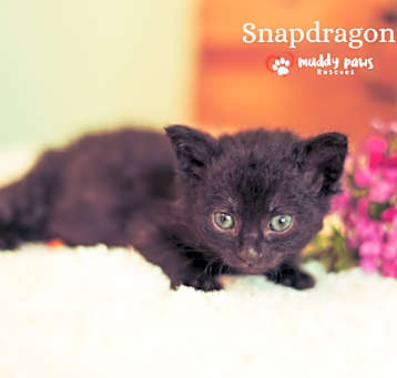 Photo of Baby Bloomers Litter:  Snapdragon