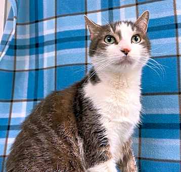 Photo of Porthos