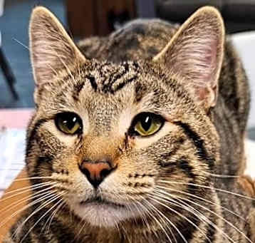 Photo of Dutch