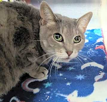 Photo of Zephyr